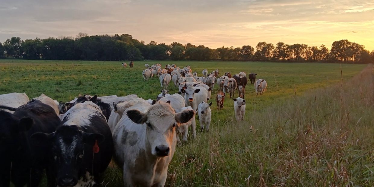 A herd of cows walking through a green field during sunset.