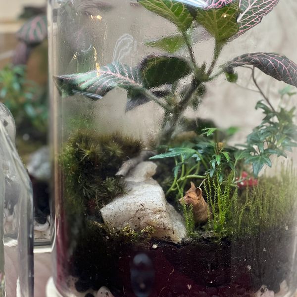 Fox, quartz, ivy, glass, cycle terrarium, pebbles, home and garden, live plants, moss garden, art