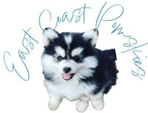 East Coast Pomskies