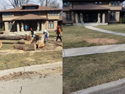 Before and after picture of a tree removed and the stump removed and grinding. 