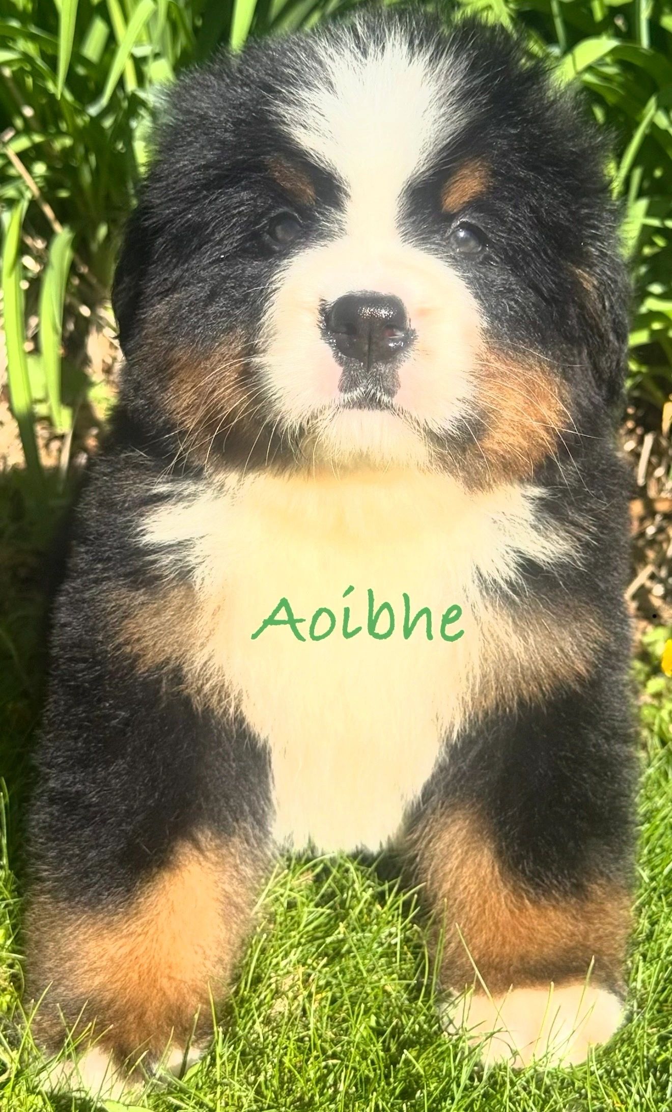 Fluffy Bernese Mountain Dog puppy sitting on grass with text 'Aoibhe'.