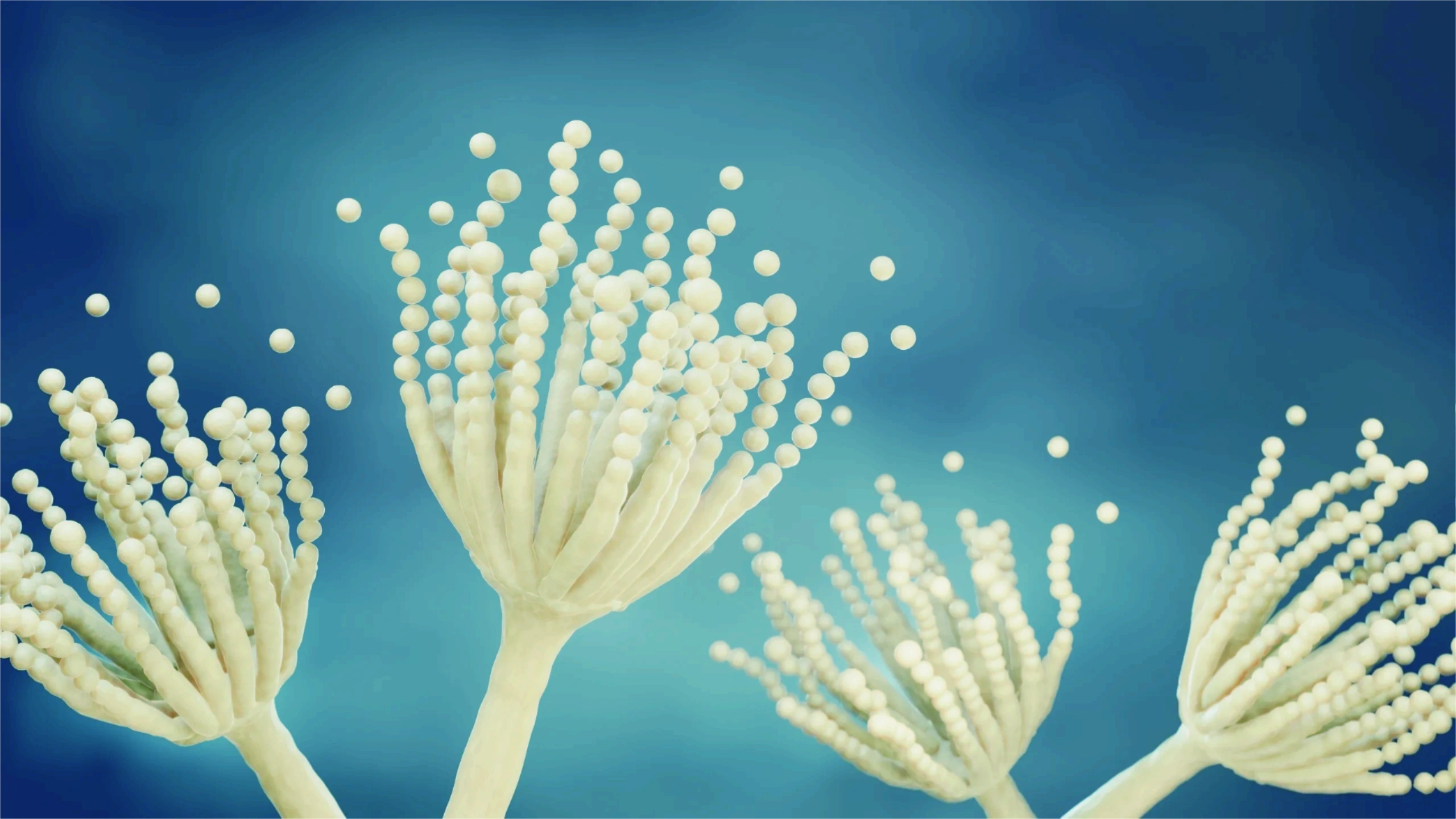 Crossreactivity Penicillin Allergy