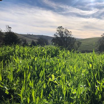 Lush green grass under a partly cloudy sky with rolling hills in the background.