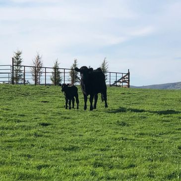 A cow and her calf standing on a grassy field under a blue sky.