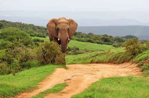Elephant standing on a dirt path surrounded by greenery in a natural landscape.