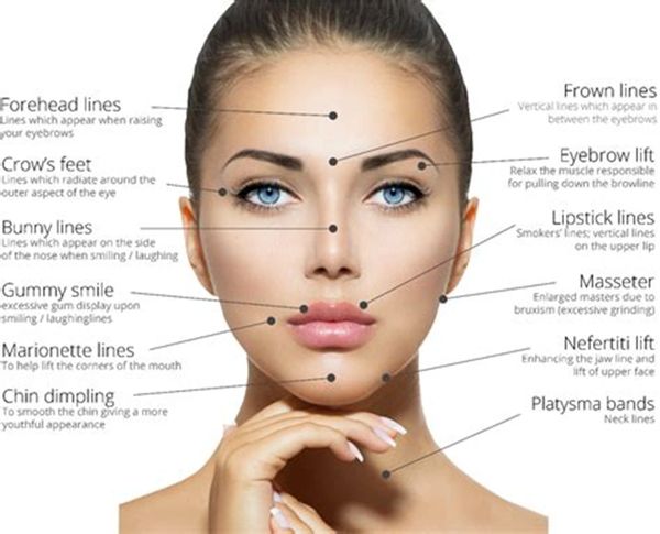 Parts of a face