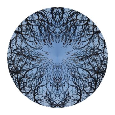 Circular photo of sumach tree branches reaching for a blue sky