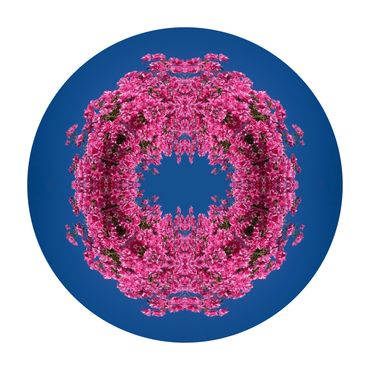 A wreath of pink bougainvilleas is suspended in a deep blue sky of this abstract photo