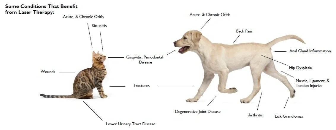 does laser help canine arthritis