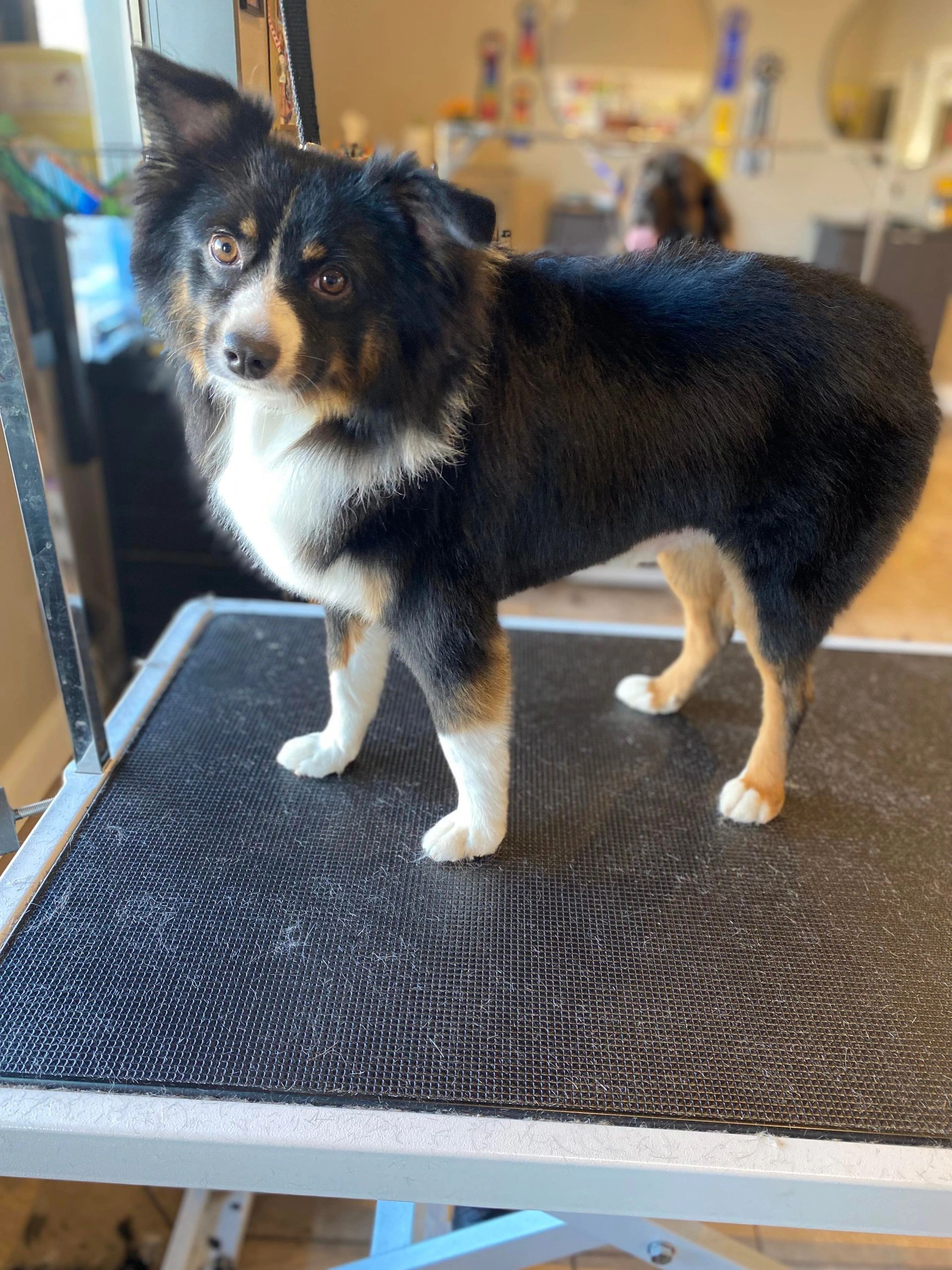 Nicole's Gallery Canine Quest Grooming & Training