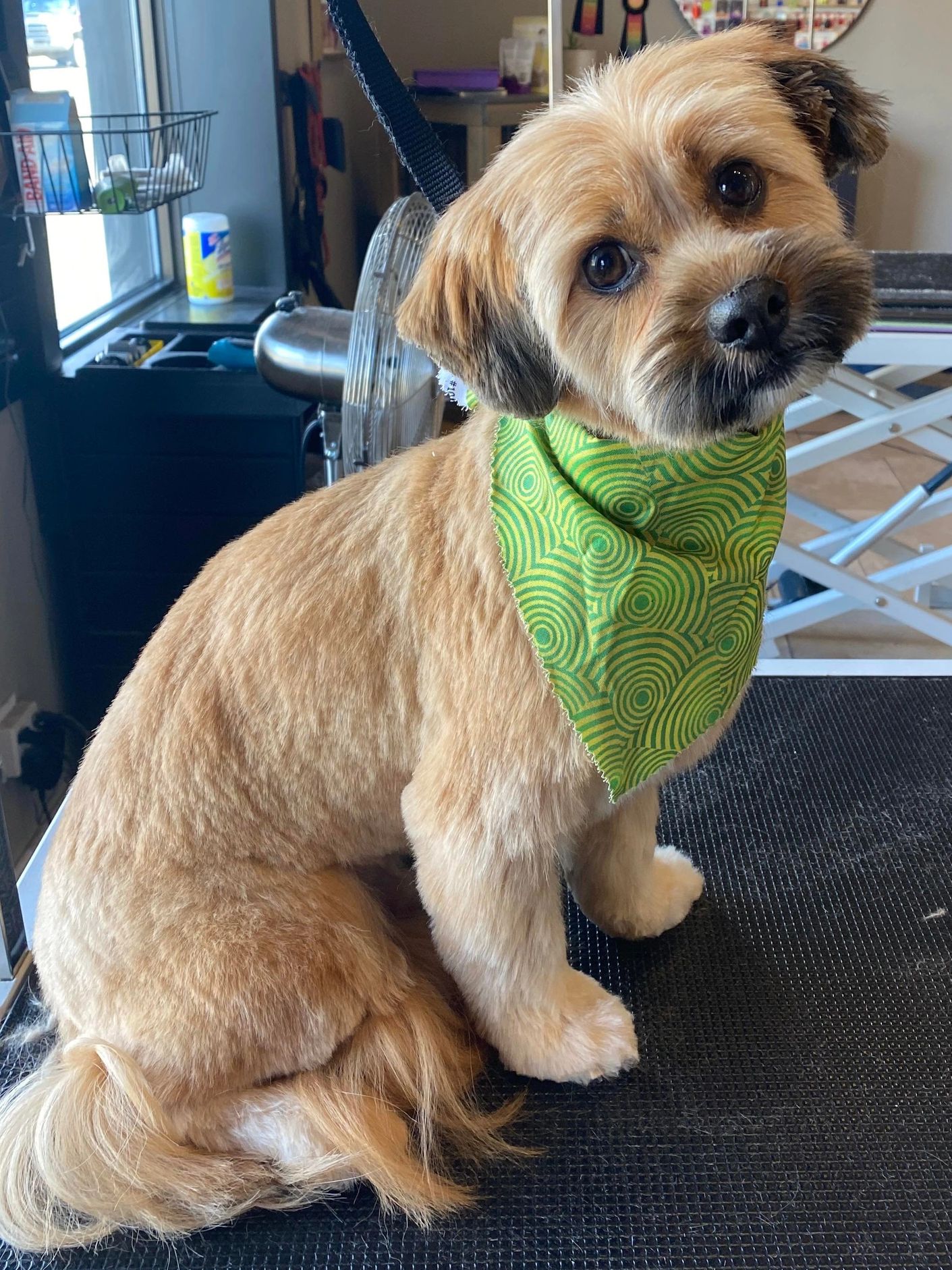 Nicole's Gallery Canine Quest Grooming & Training