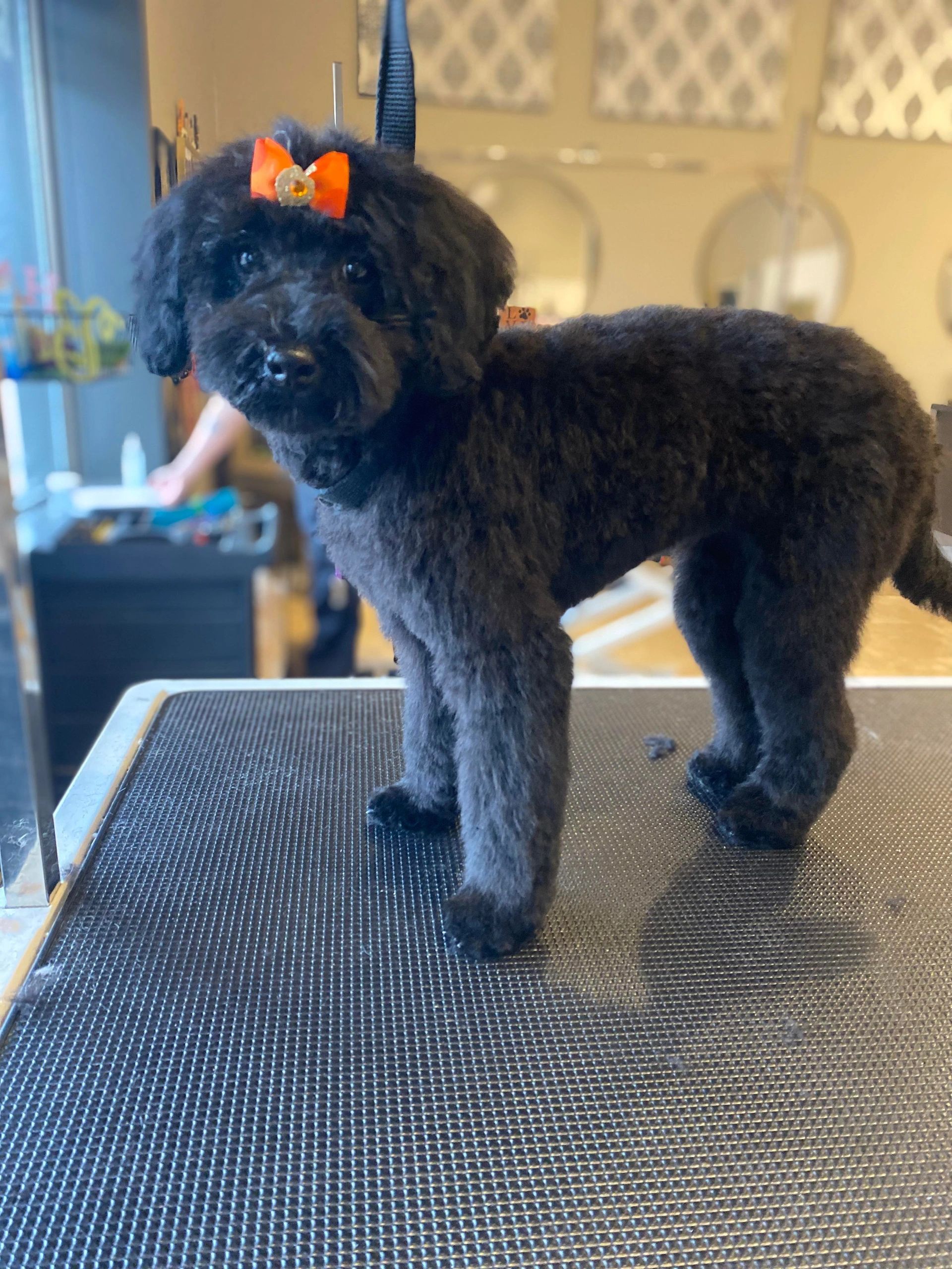 Nicole's Gallery Canine Quest Grooming & Training