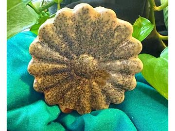 A speckled, flower-shaped stone or fossil on a green fabric.