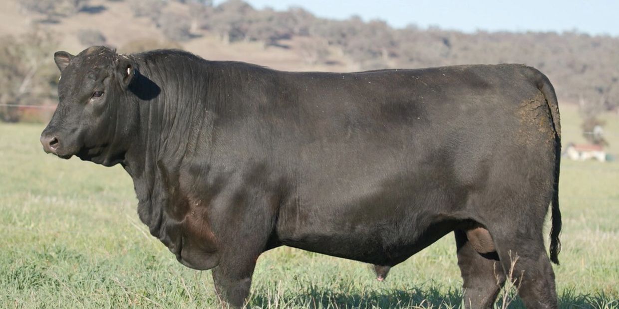 Millah Murrah Tectonic T69