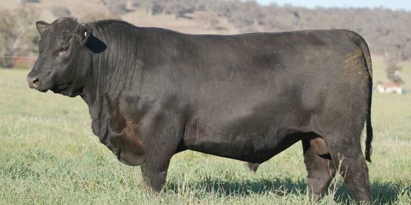 Millah Murrah Tectonic T69