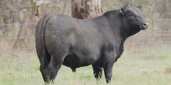 Millah Murrah Ultrajet U356