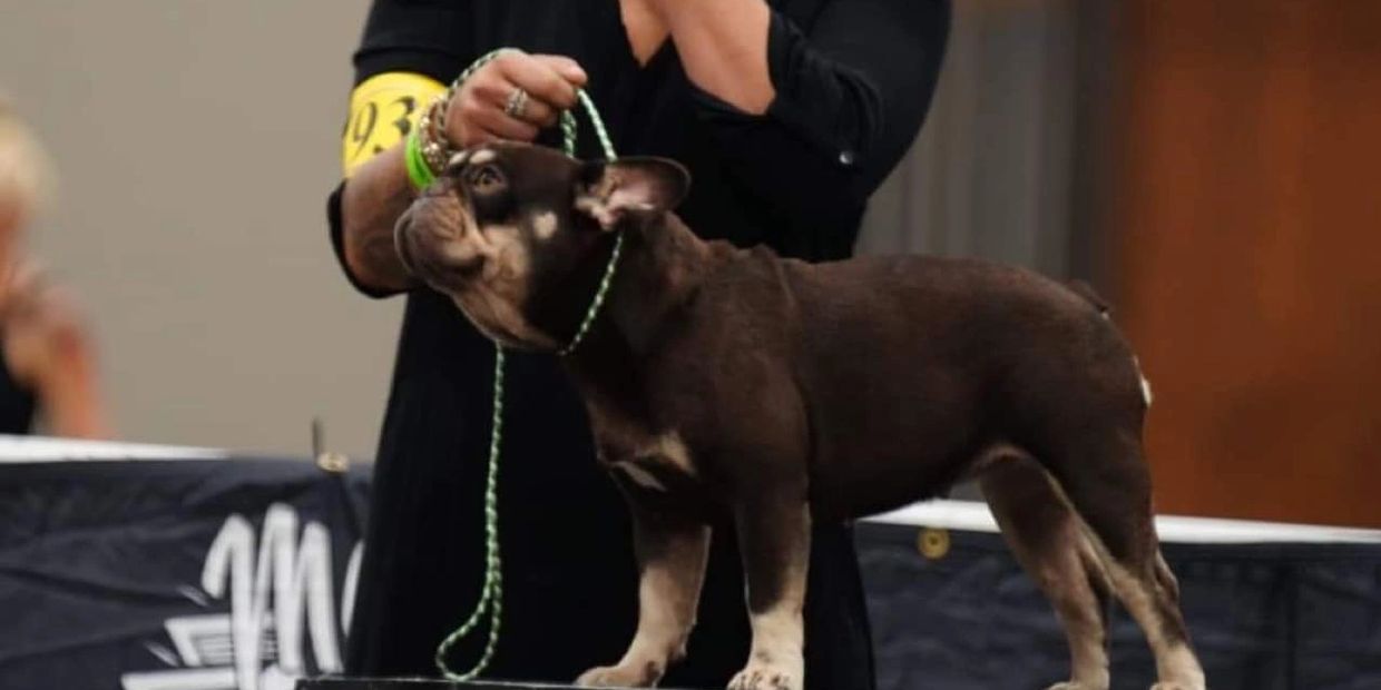 French bulldog in the show ring