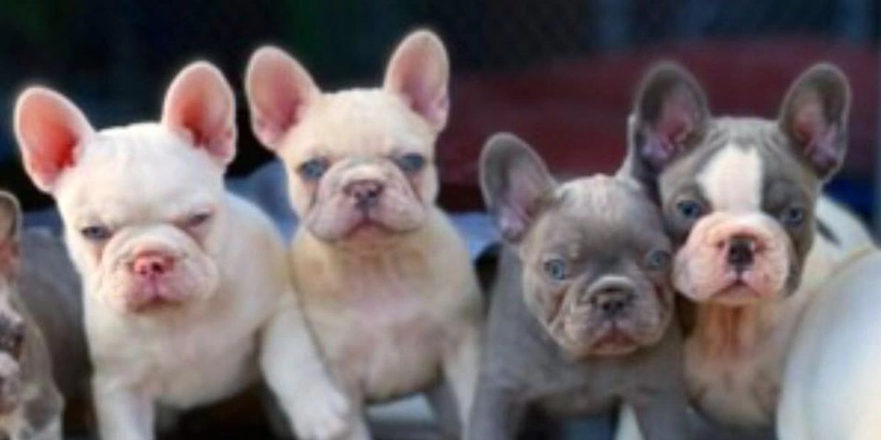 Frenchie puppies