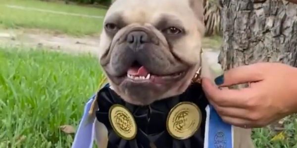 French bulldog champion 