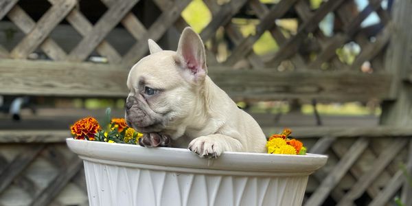 French bulldog puppy in a planter