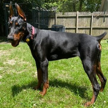 Adult doberman pinscher standing in the yard