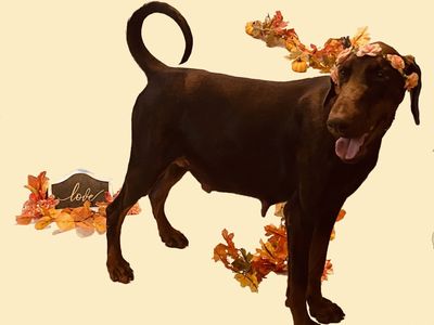 Pregnant doberman pinscher standing with autumn decorations
