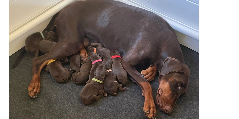 Female doberman pinscher laying down with her puppies