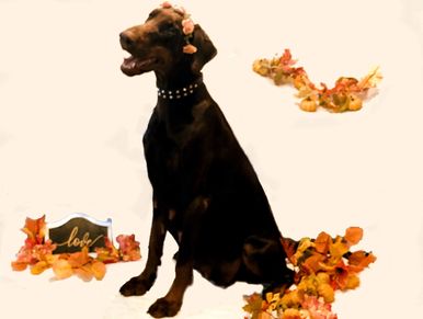 Natural Doberman Pinscher sitting with autumn decorations