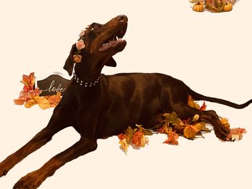 Pregnant doberman pinscher with autumn decorations, looking up