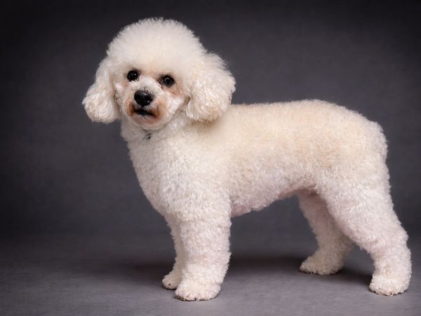 A white poodle standing against a gray background.