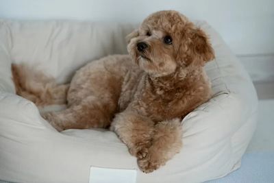 Brown poodle lying on a white dog bed.