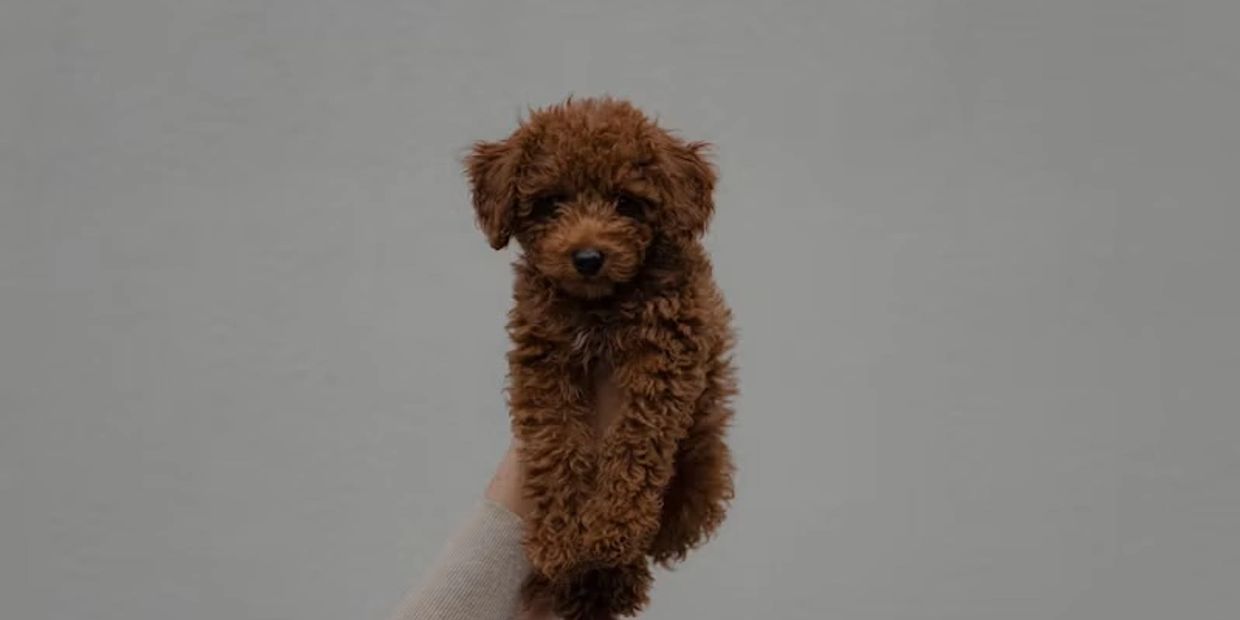 Small fluffy brown puppy held by hand.