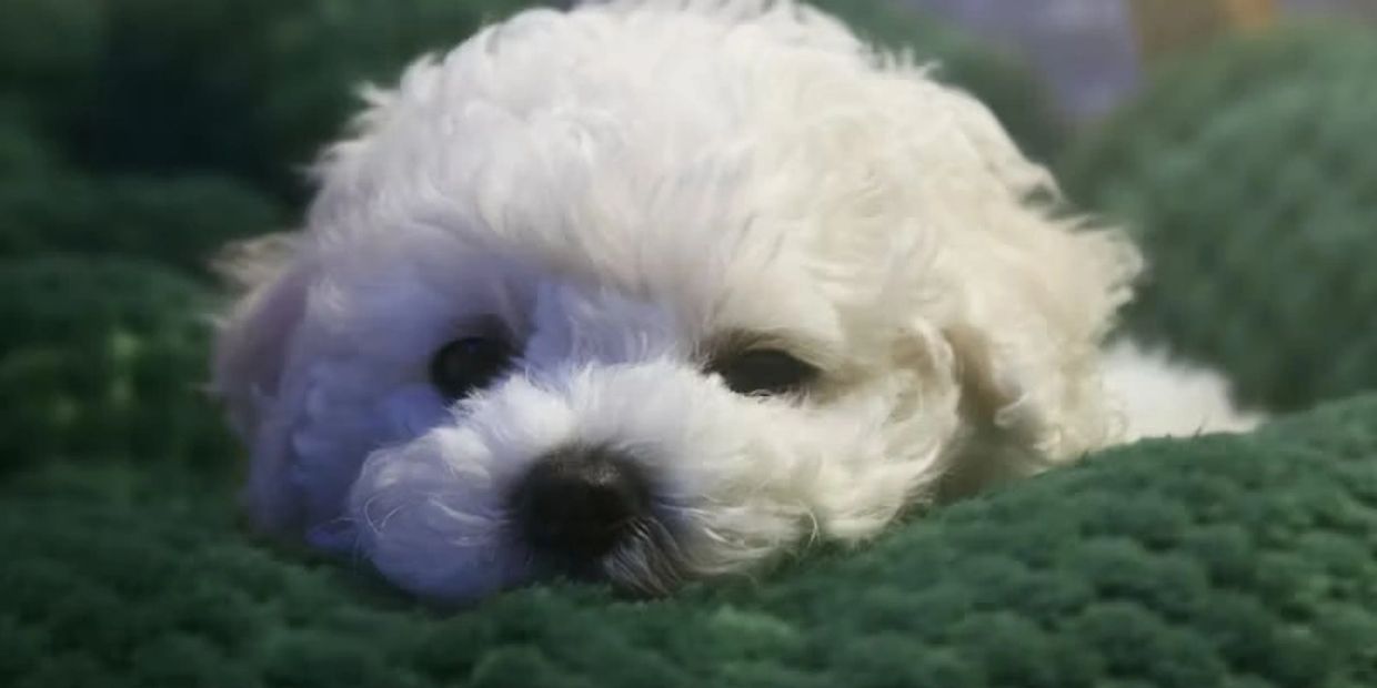 White fluffy dog resting on a green blanket.