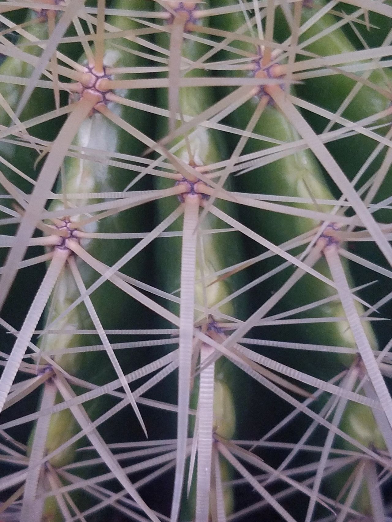 Barrel cactus spines