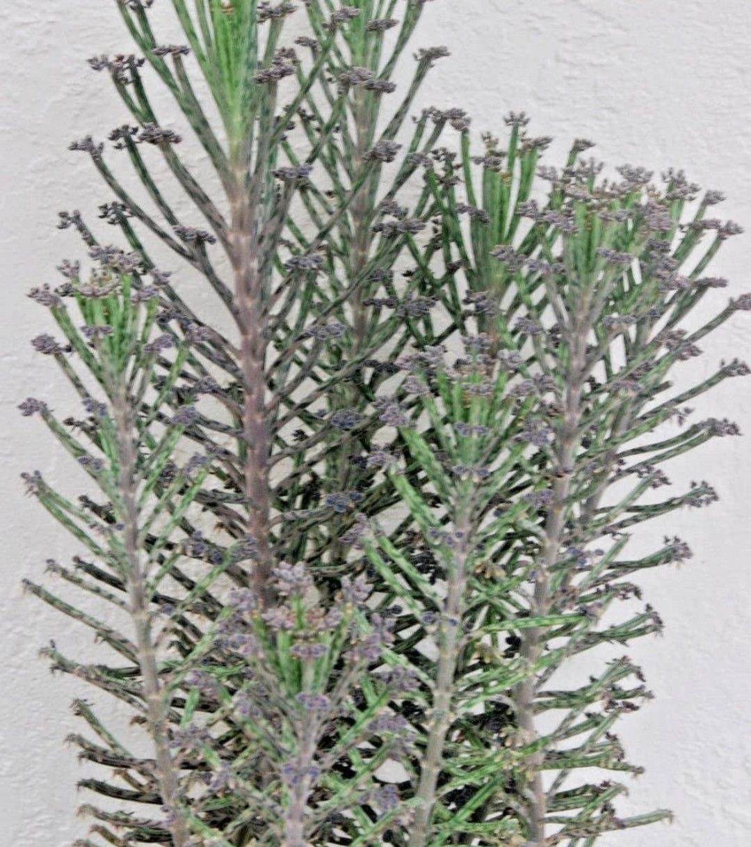 Chandelier or Mother of Millions