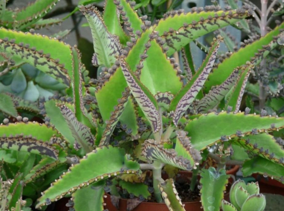 Devils Backbone or Mother of Thousands 