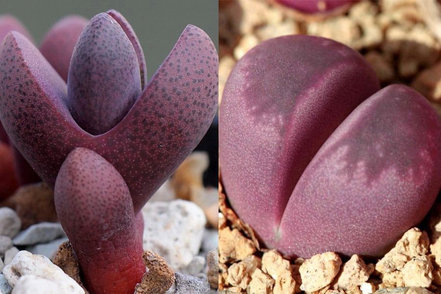 Pleiospilos on left and Lithops on right