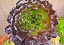 Aeonium Cyclops