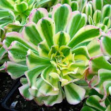 Aeonium Sunburst