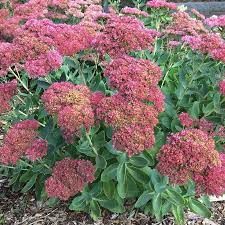 Autumn Fire Stonecrop