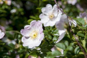 The Rose of Hildesheim in bloom
