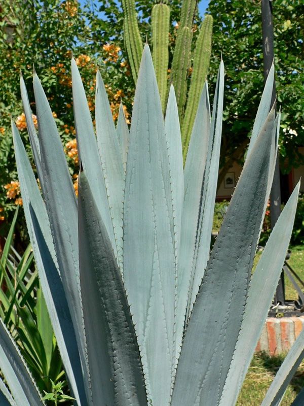 Blue Agave
