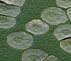scales enlarged. sciencesource credit