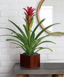 Red Bromeliads