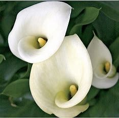 Lily