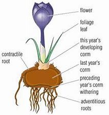 Corm Diagram