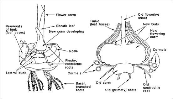 Gladiolus Diagram