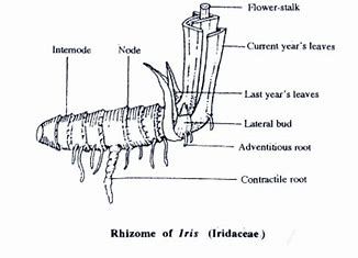 Iris Rhizome Diagram