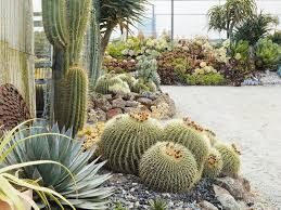 Dry scape with cactus