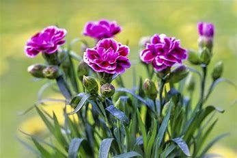 Carnations